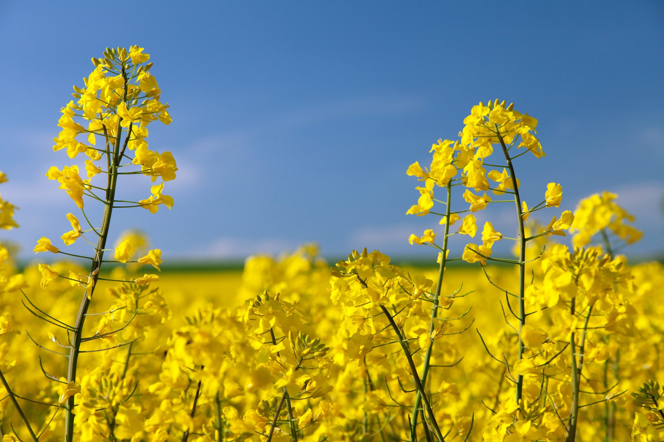 Canola Fields