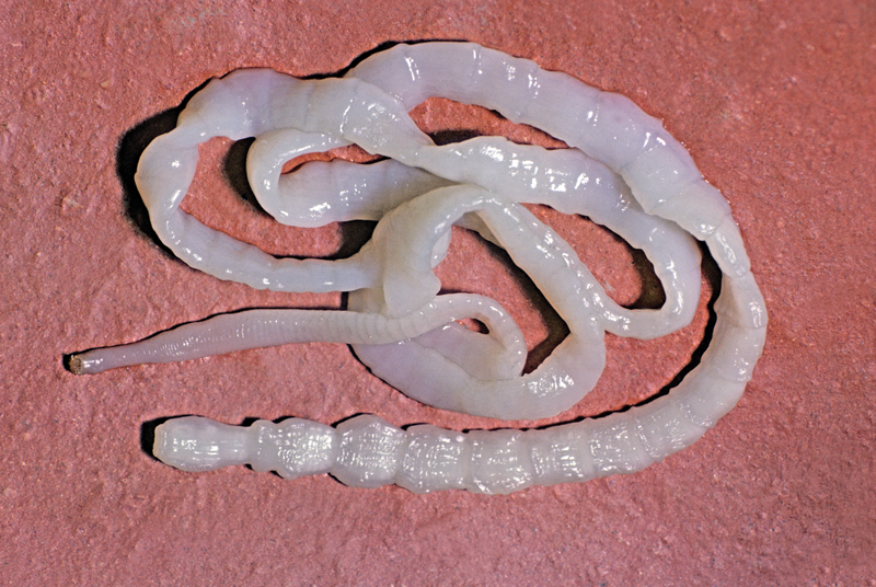 Common Tapeworm